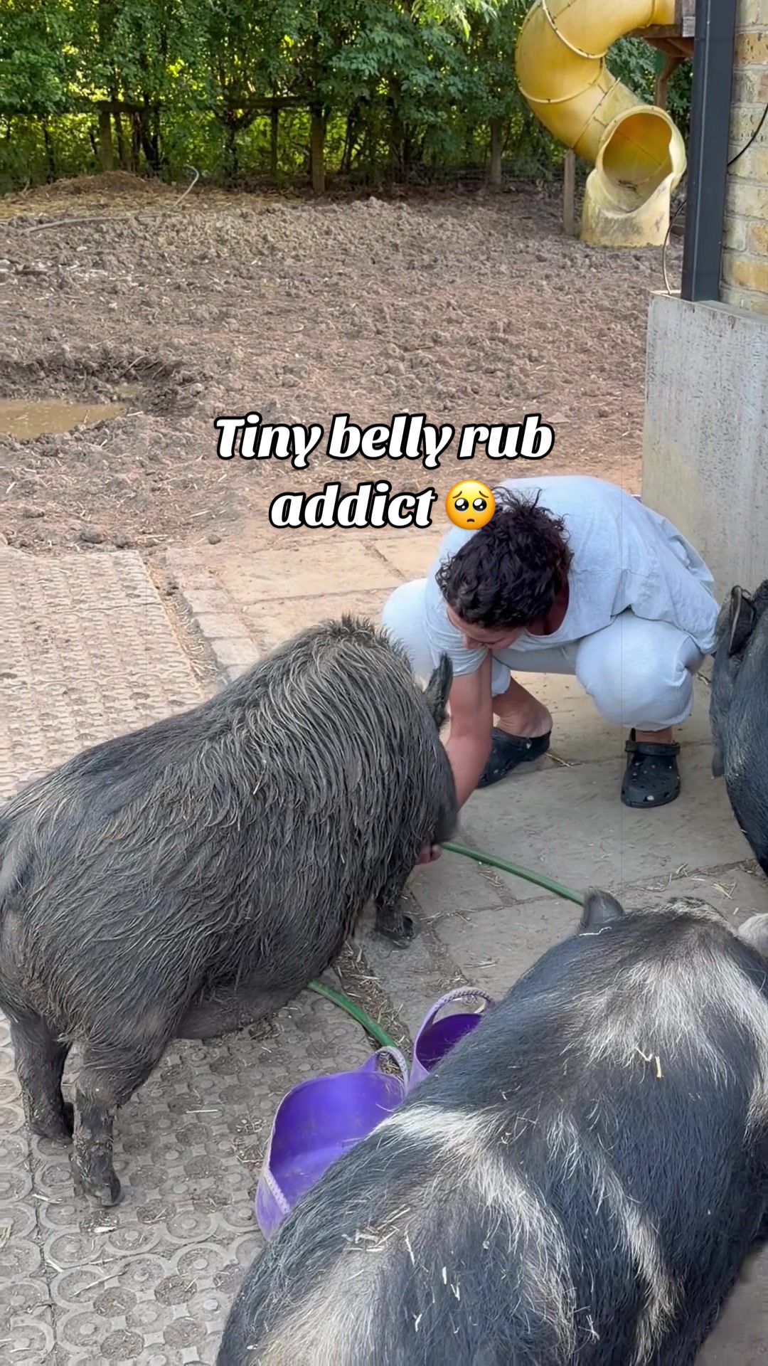 @AhimsaAnimalSanctuaryUK