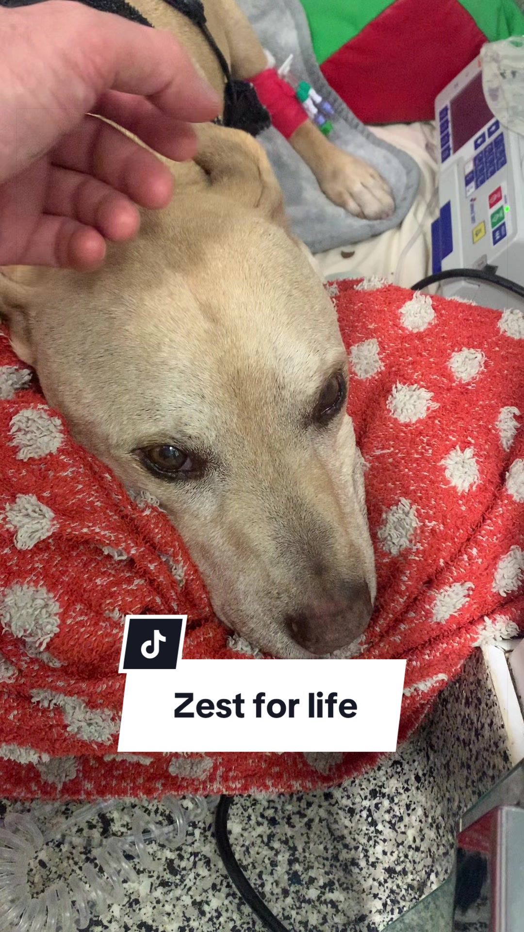 @profnoelfitzpatrick