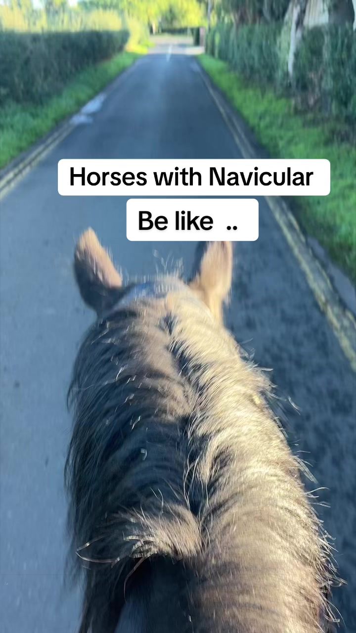 @Equine Release