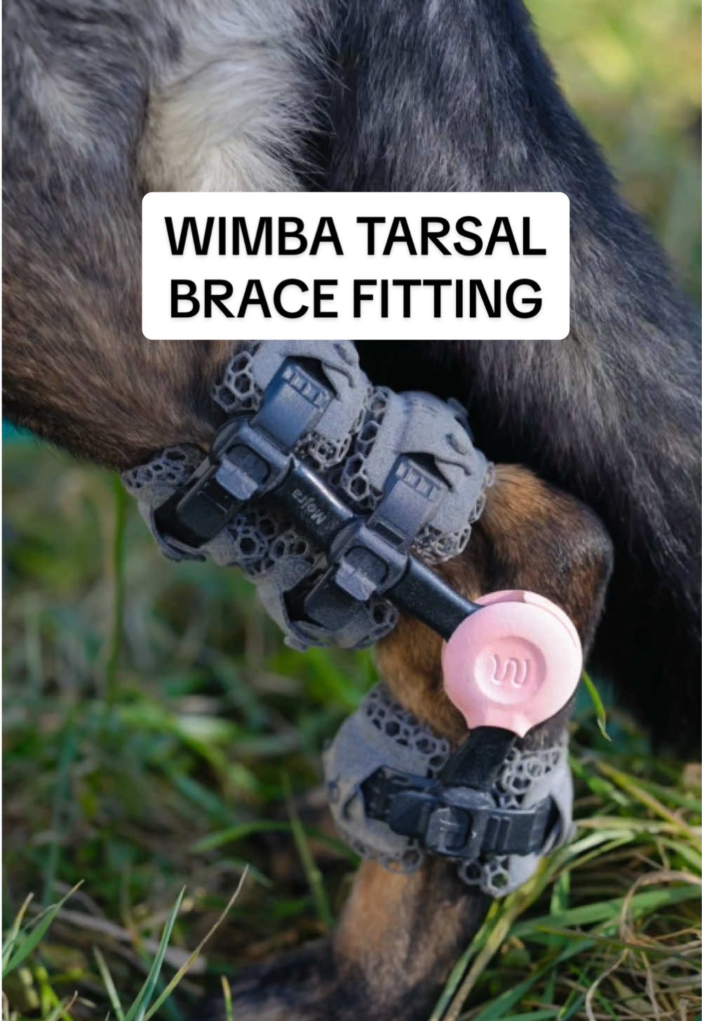 @WIMBA: Pet Orthoses