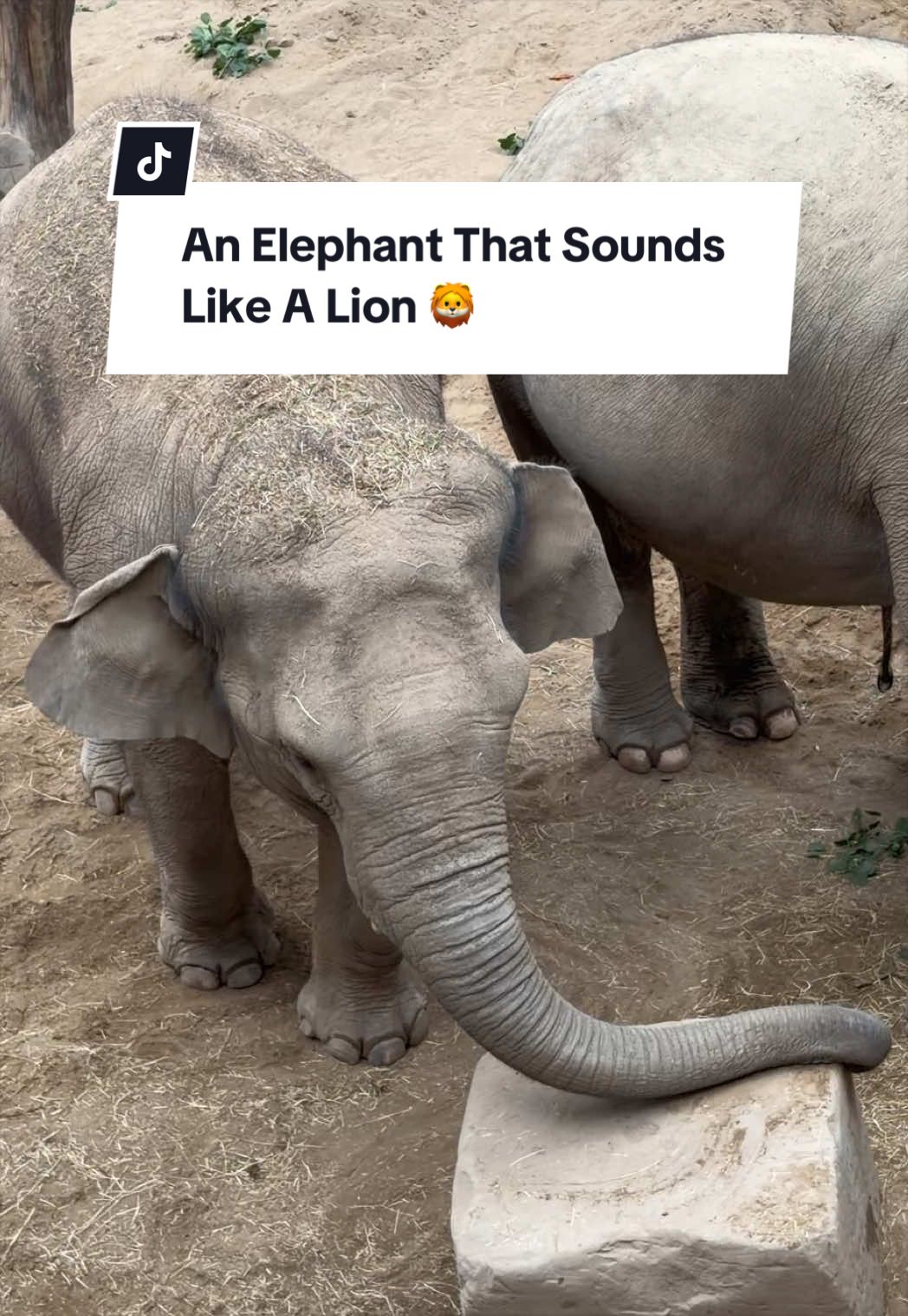 @Animals Travel Adventures