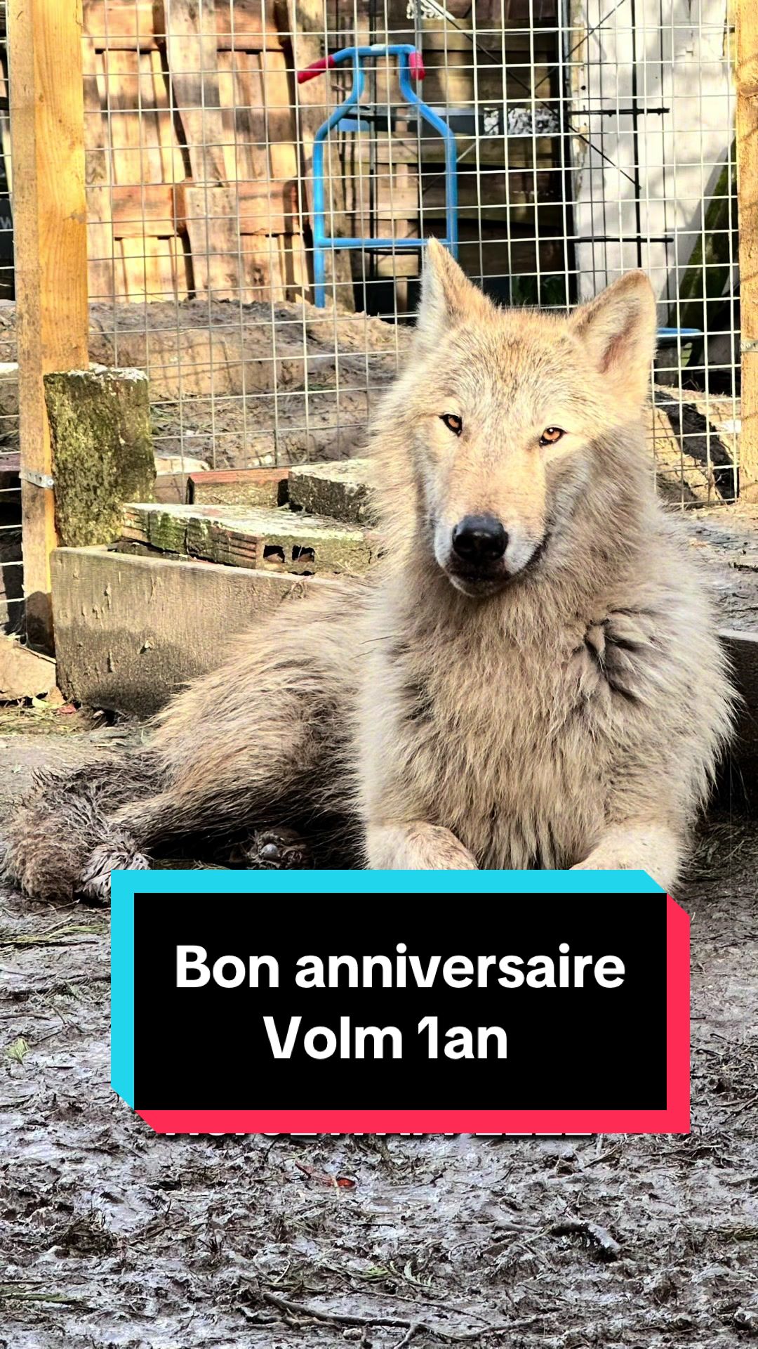 @🐺 Ragnar_et_sa_meute 🐺