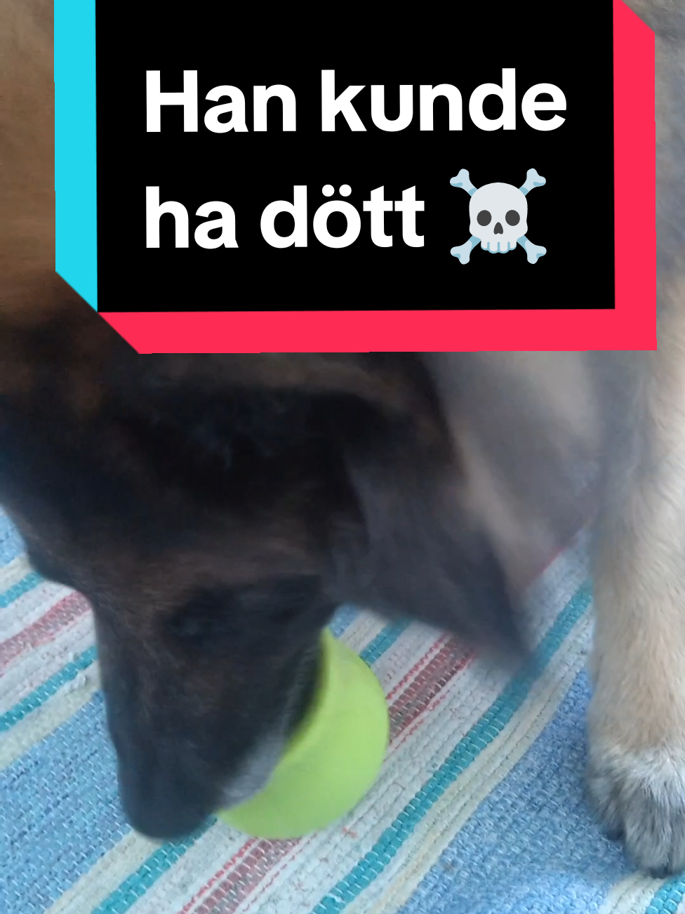 @Fenix-Tervueren AssistanceDog