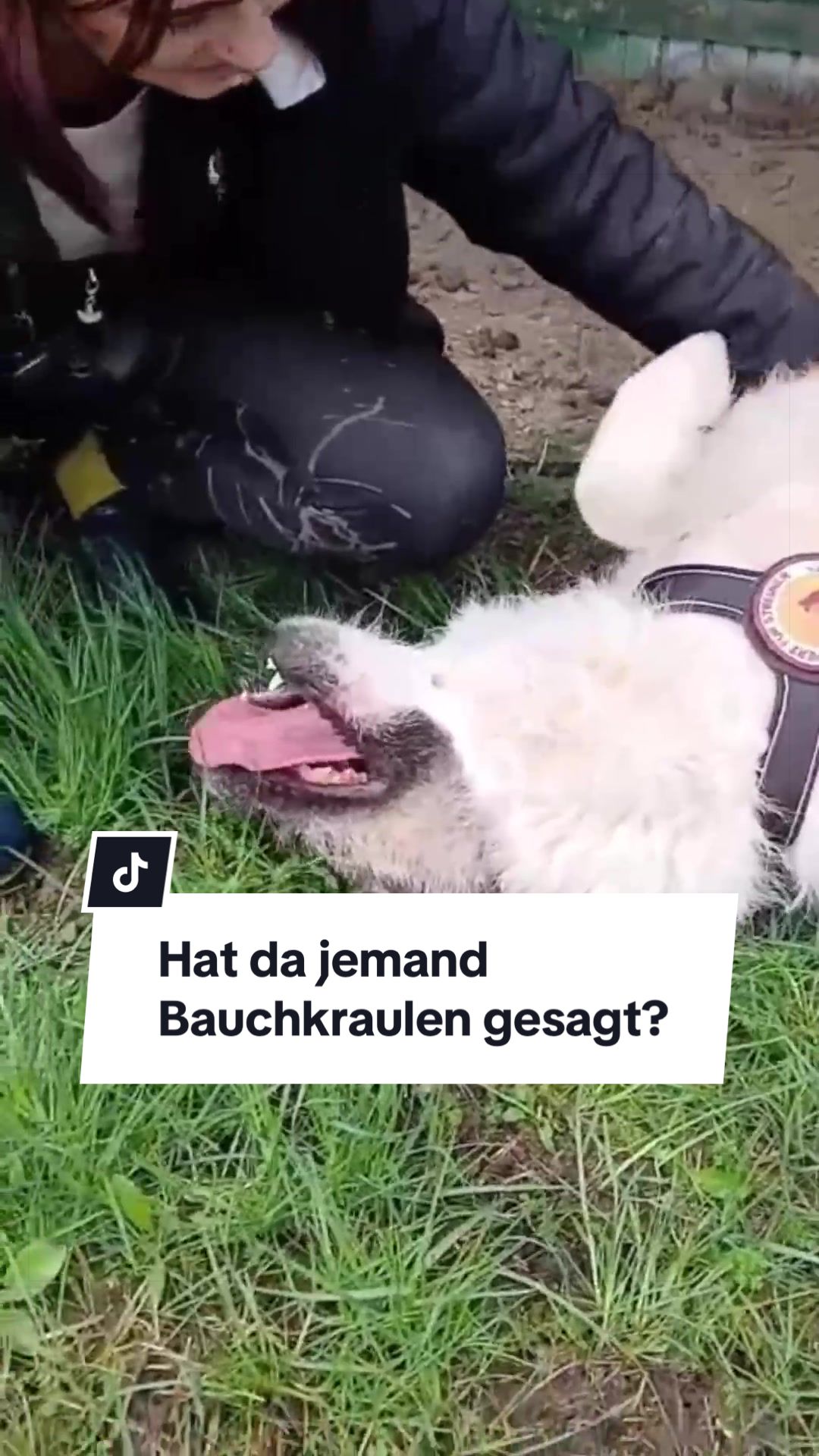@Ein Herz für Streuner e.V.