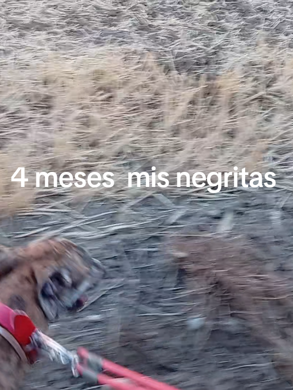 @cocodrilo