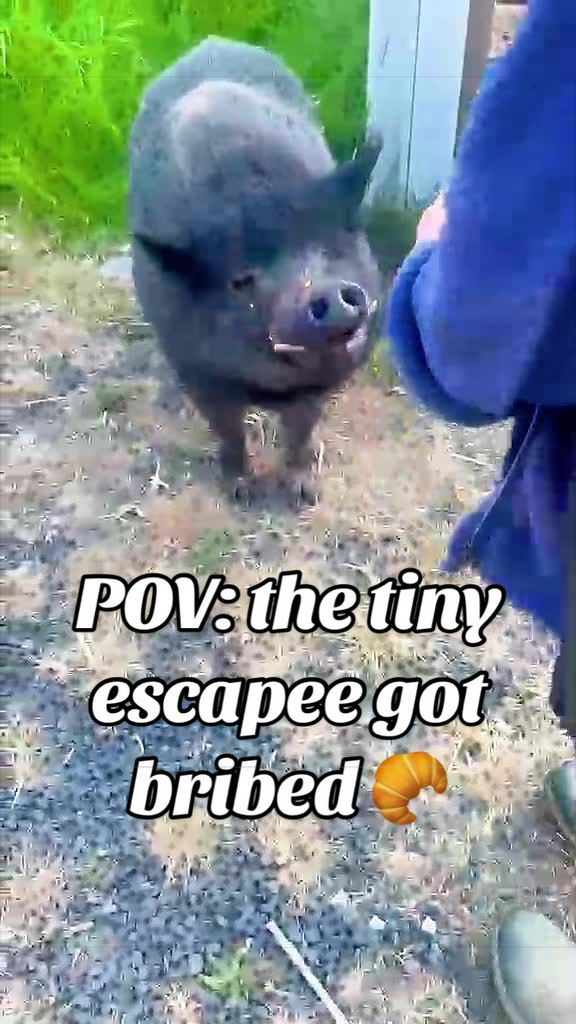 @AhimsaAnimalSanctuaryUK