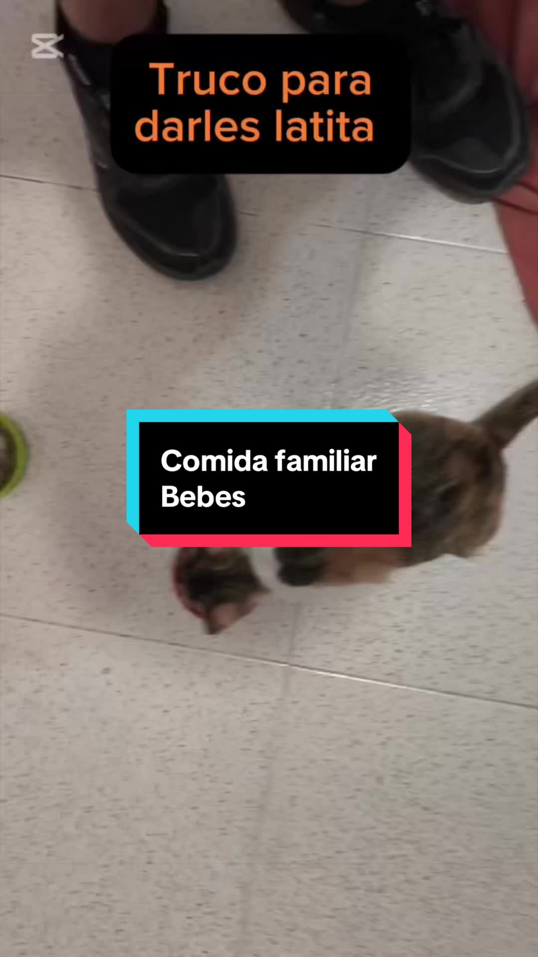 @enGatadas