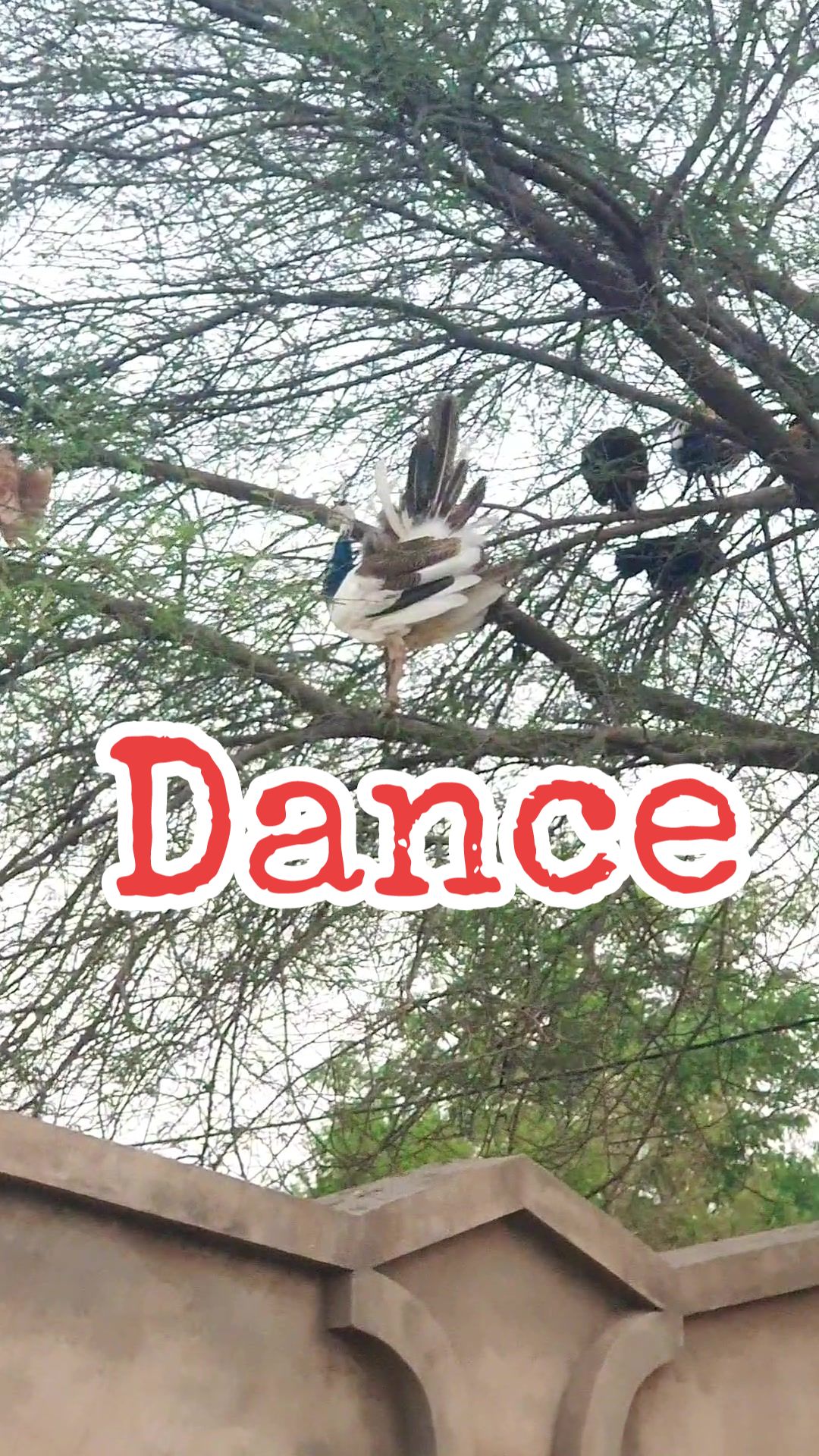 @☆*☆ Mahar Sana Ullah Jara ☆*☆