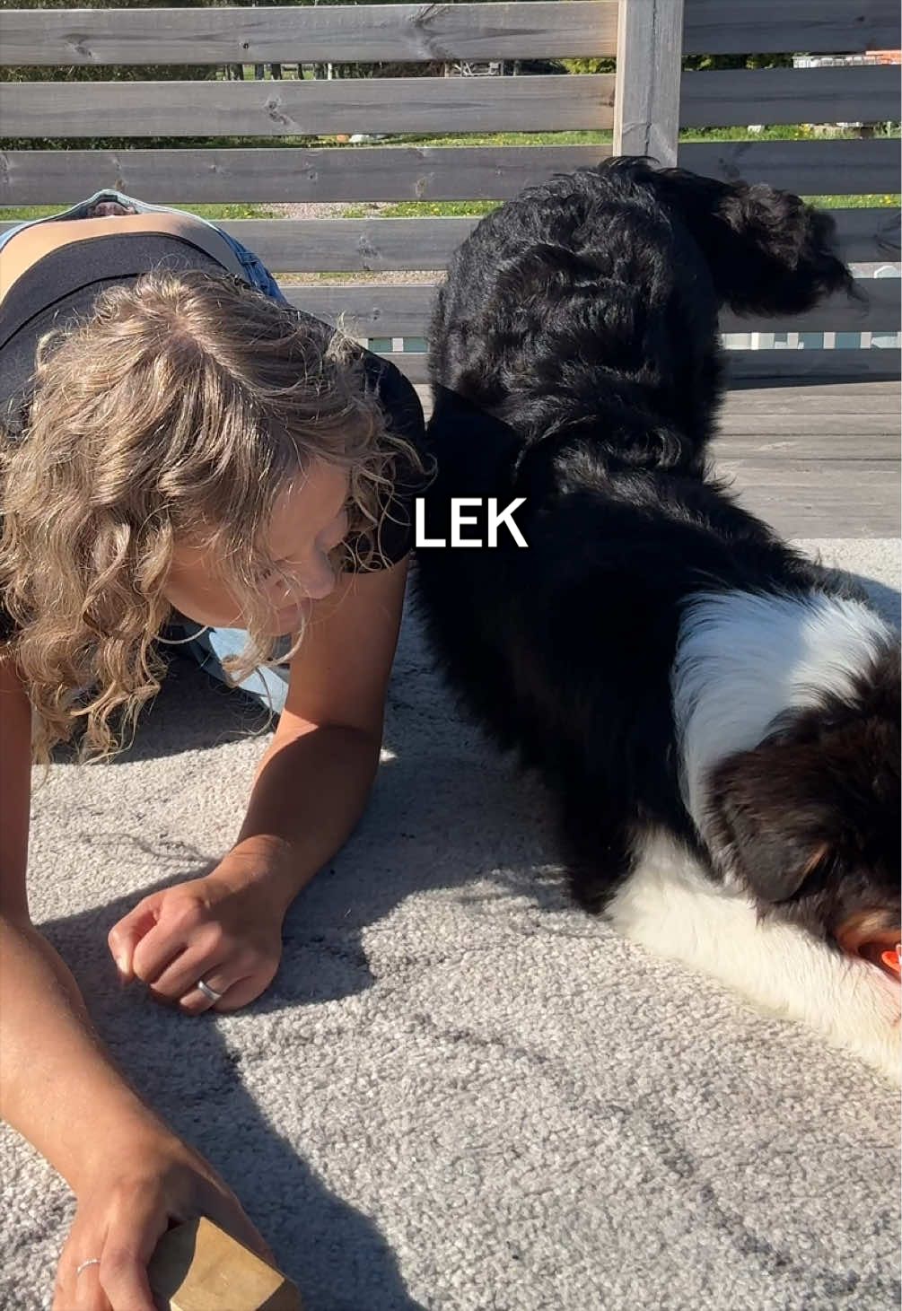 @Vilja - Australian Shepherd