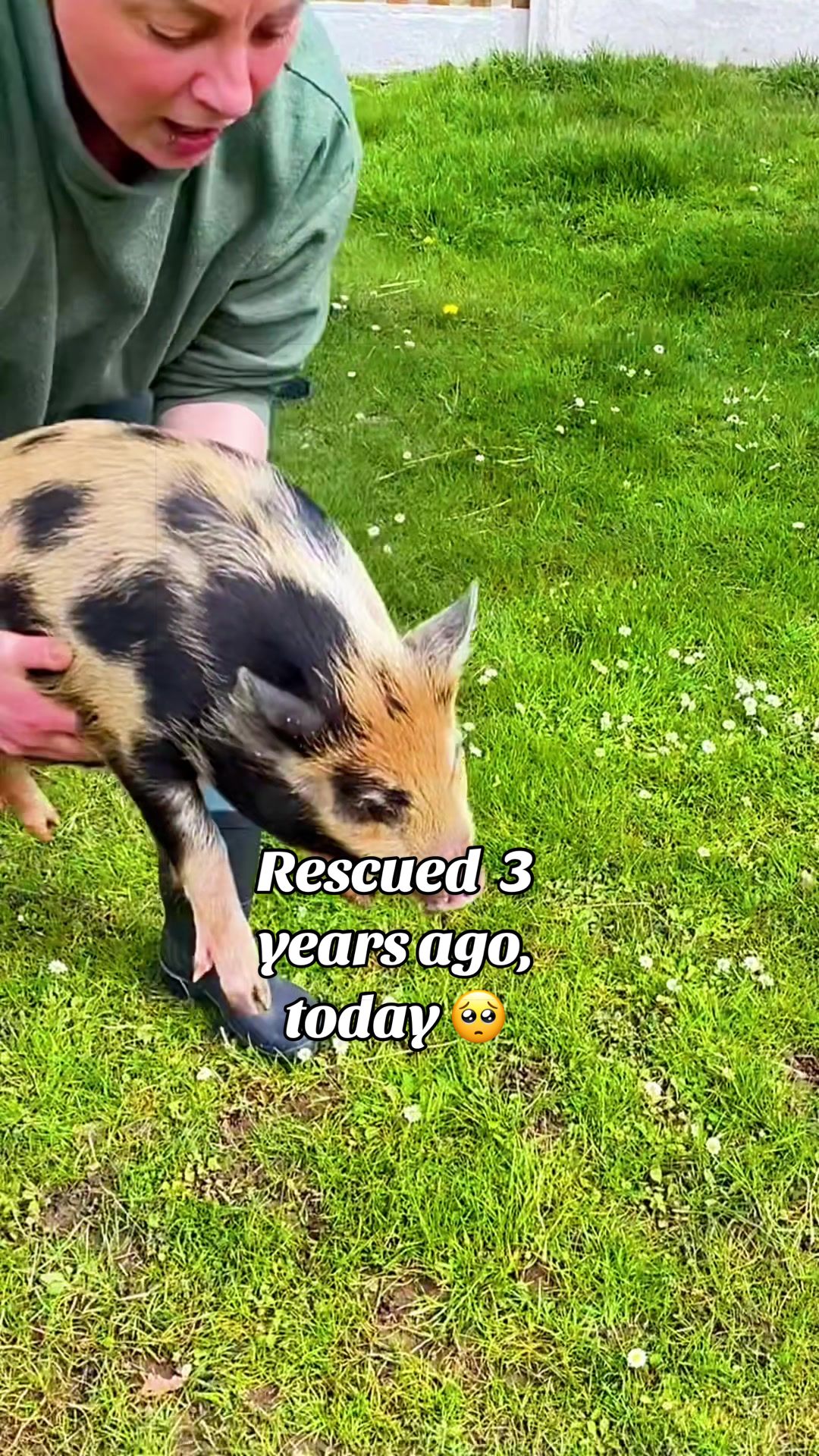 @AhimsaAnimalSanctuaryUK