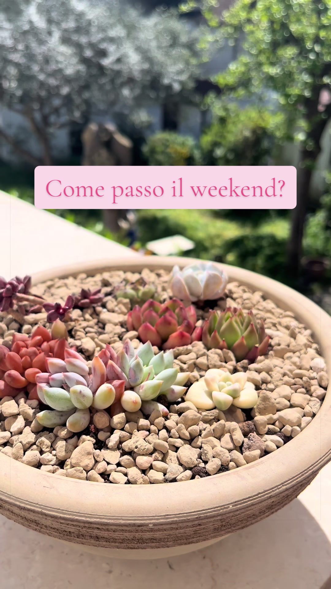 @piccole.spine.felici