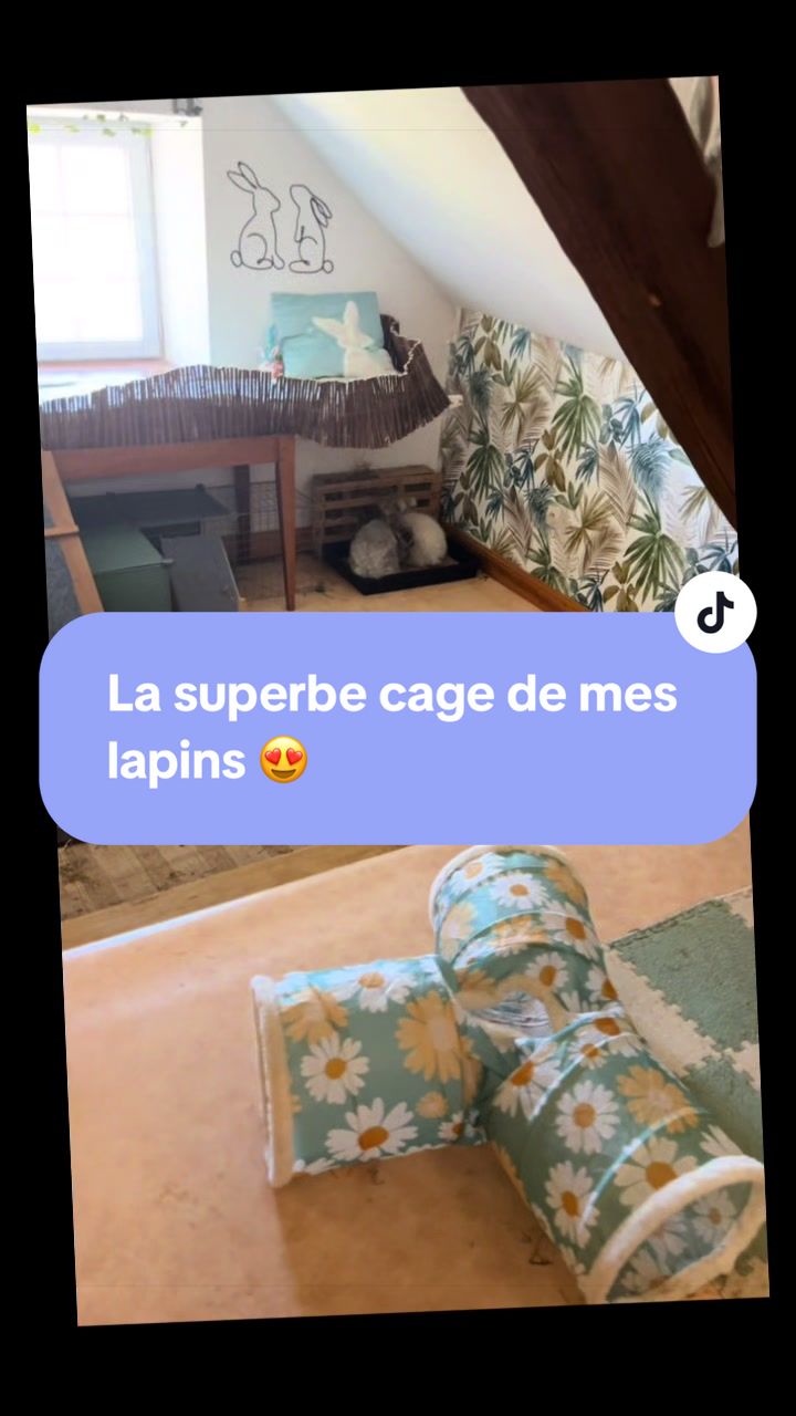 @Mes lapinouchs 🐰
