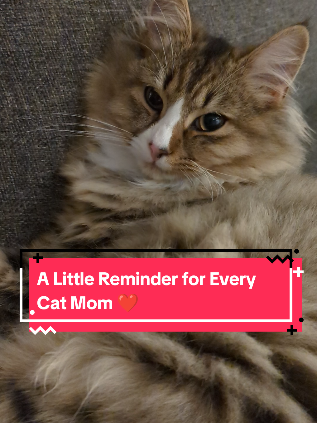 @The Cutest Cats Ever
