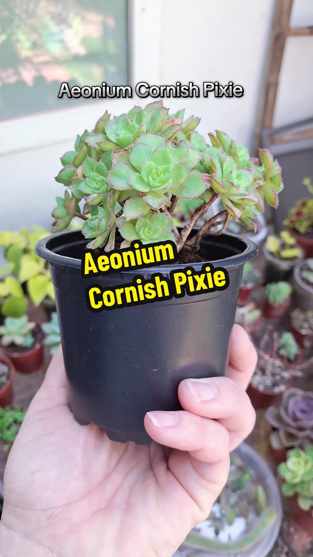 @Succulent_ninja