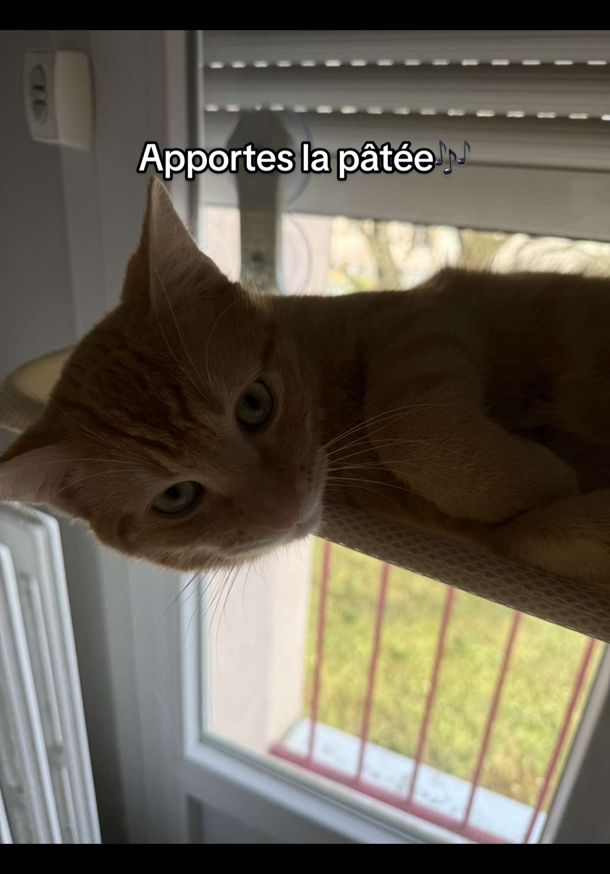 @Bartabé le chat