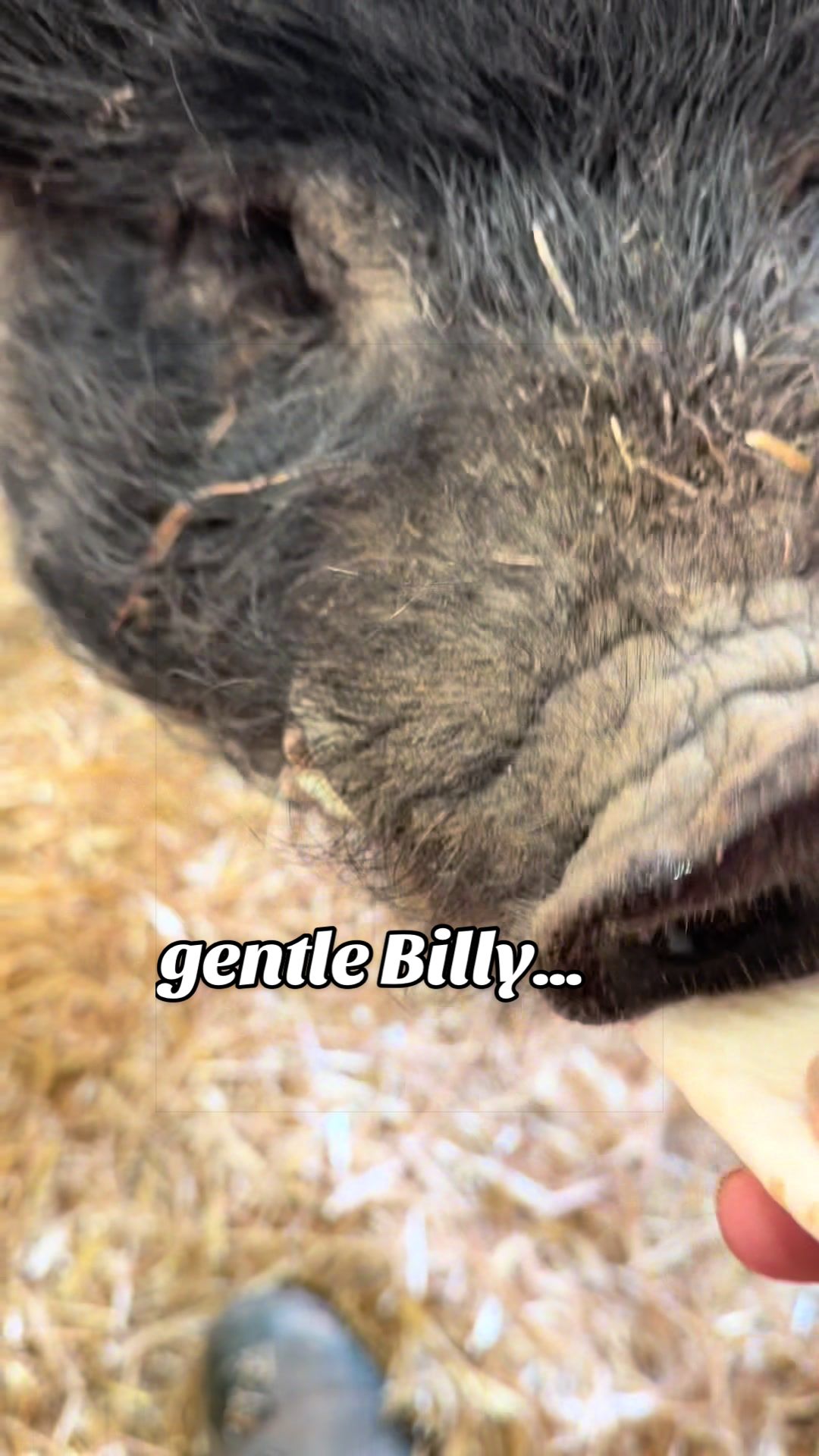 @AhimsaAnimalSanctuaryUK