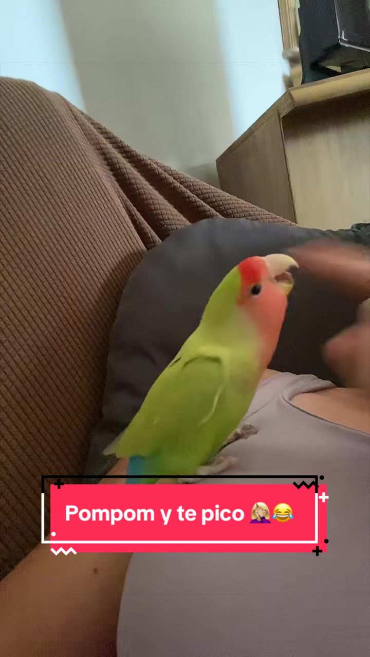@chip y bella
