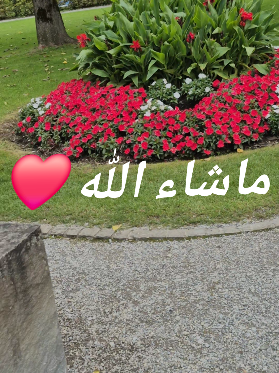 @Noufel25🇨🇭