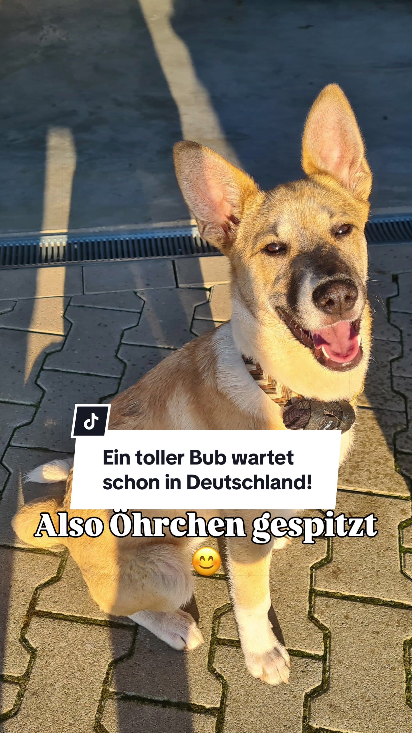 @Ein Herz für Streuner e.V.