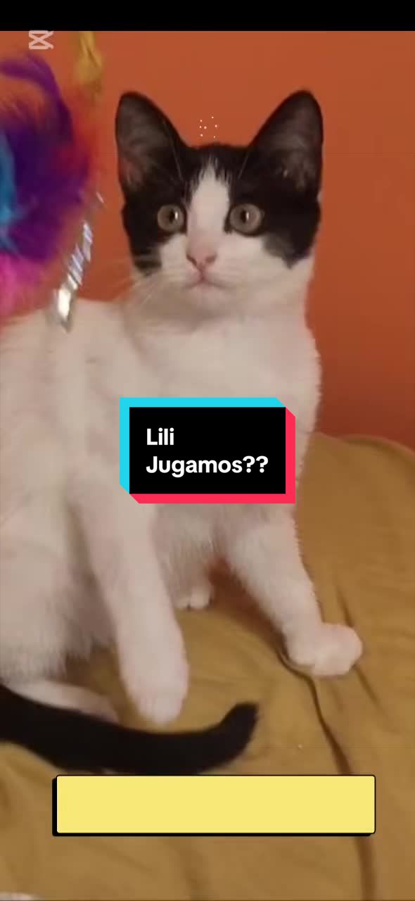 @enGatadas