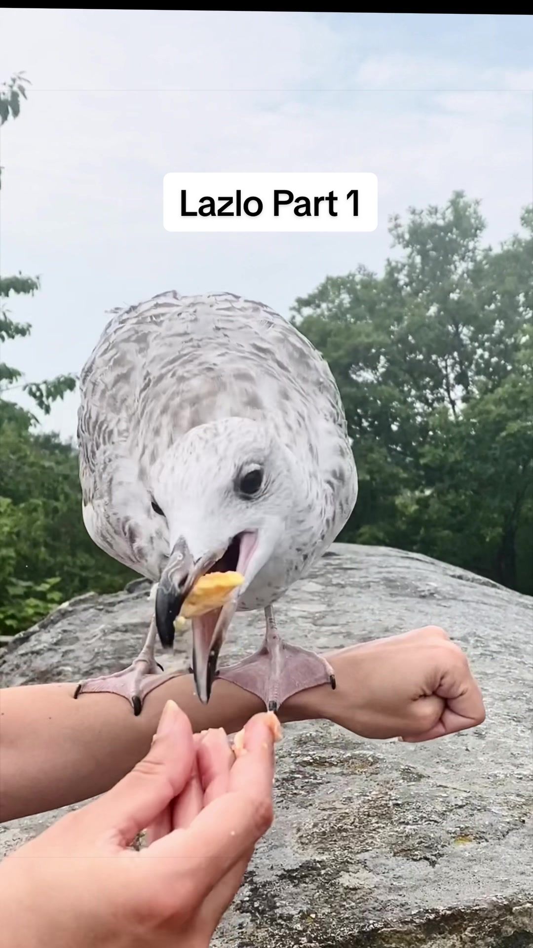 @Winston gull