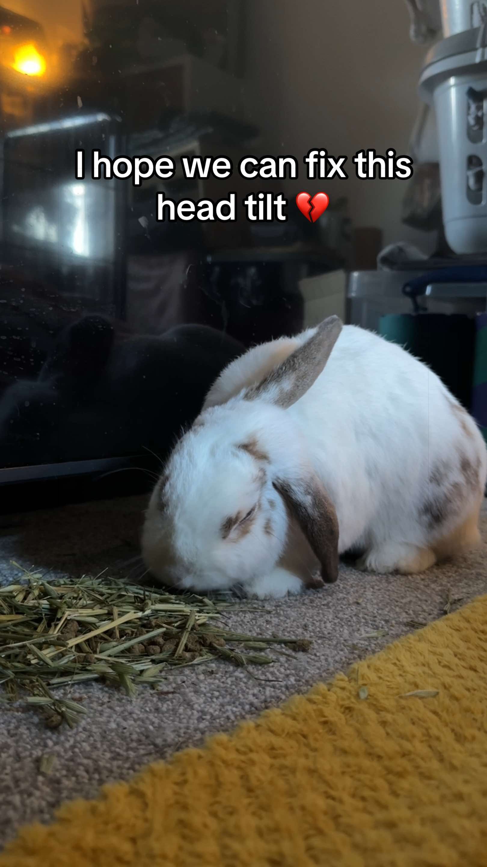 @Bun, two, three, four