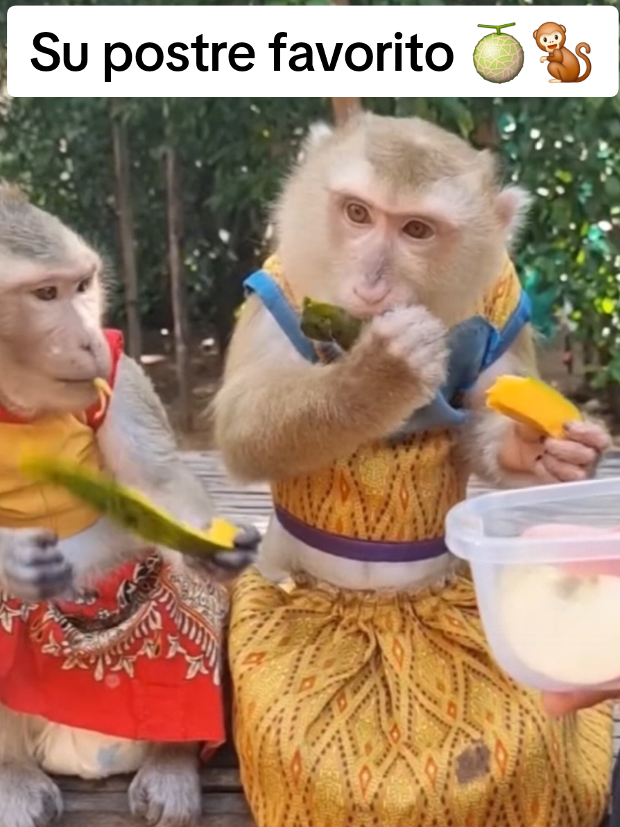 @monkeyYAYA