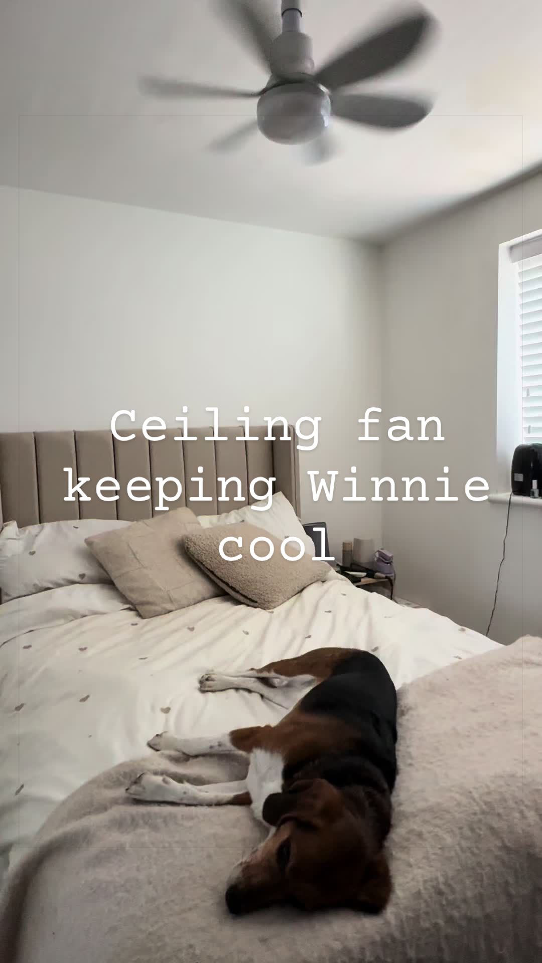 @Winnie the Therapy Dog 🐾✨