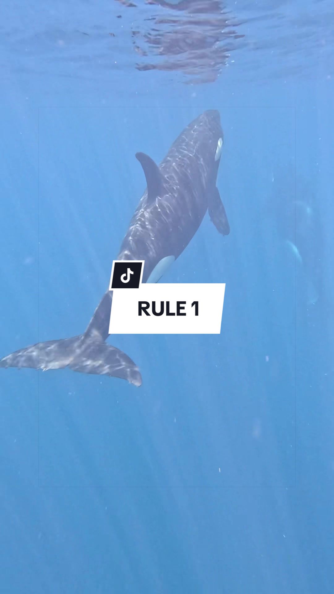 @SCUBA DAN 🦈