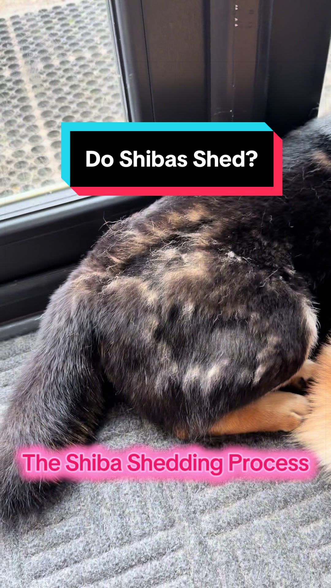 @Life with Shibas