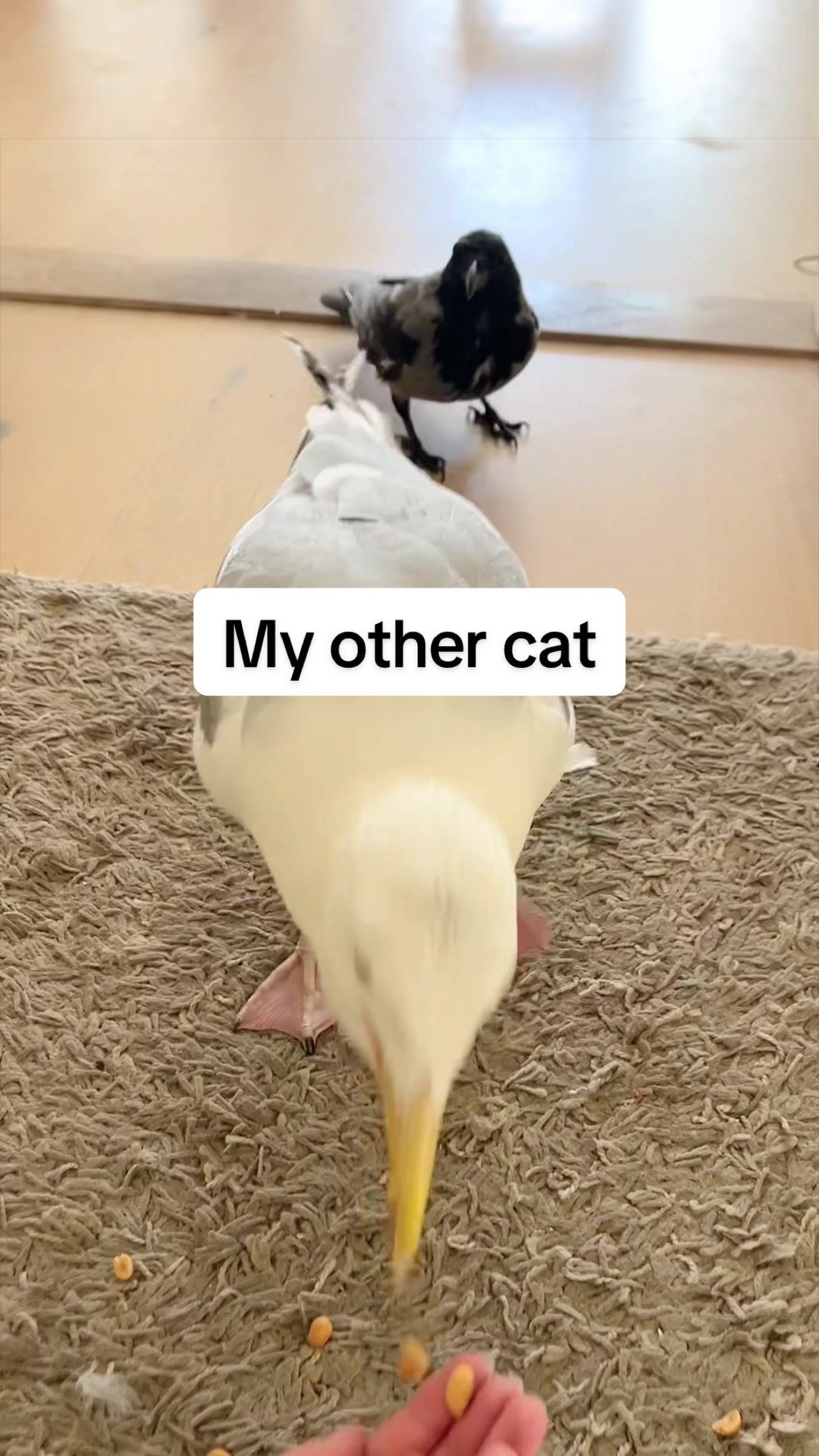 @Winston gull