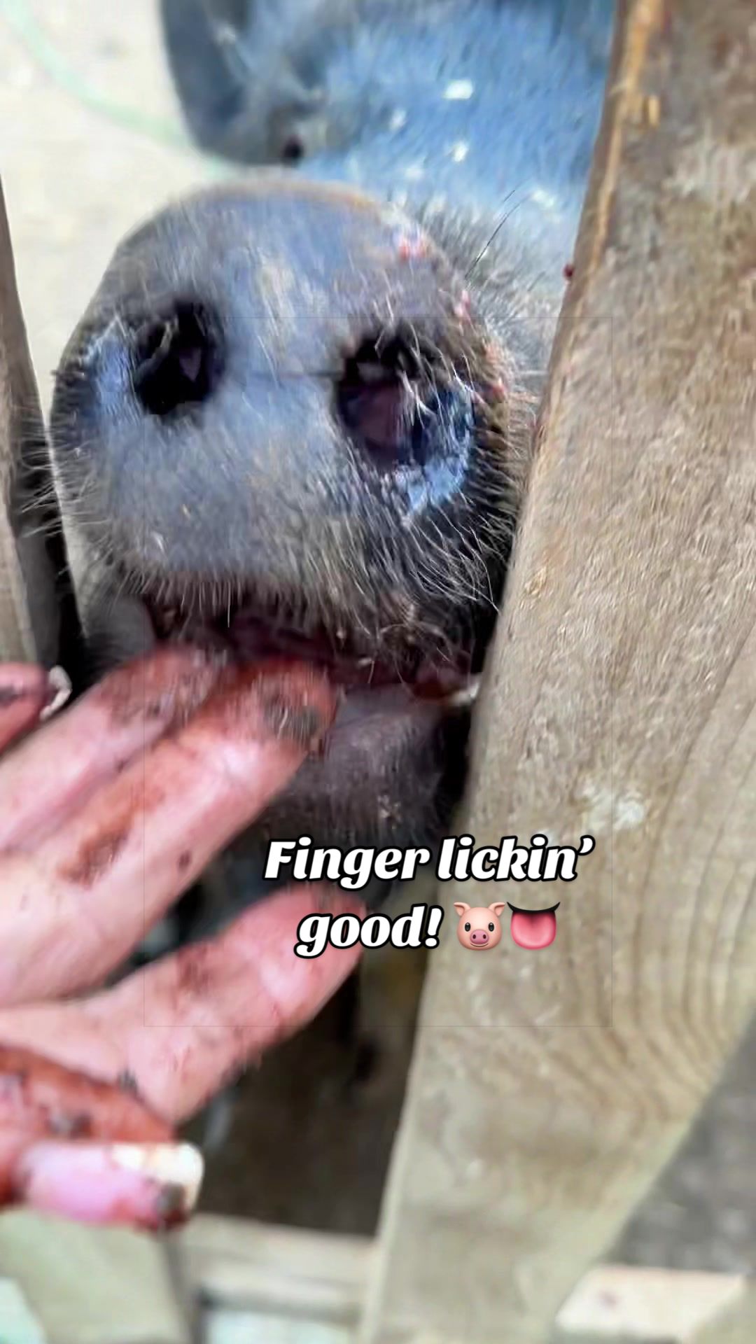 @AhimsaAnimalSanctuaryUK