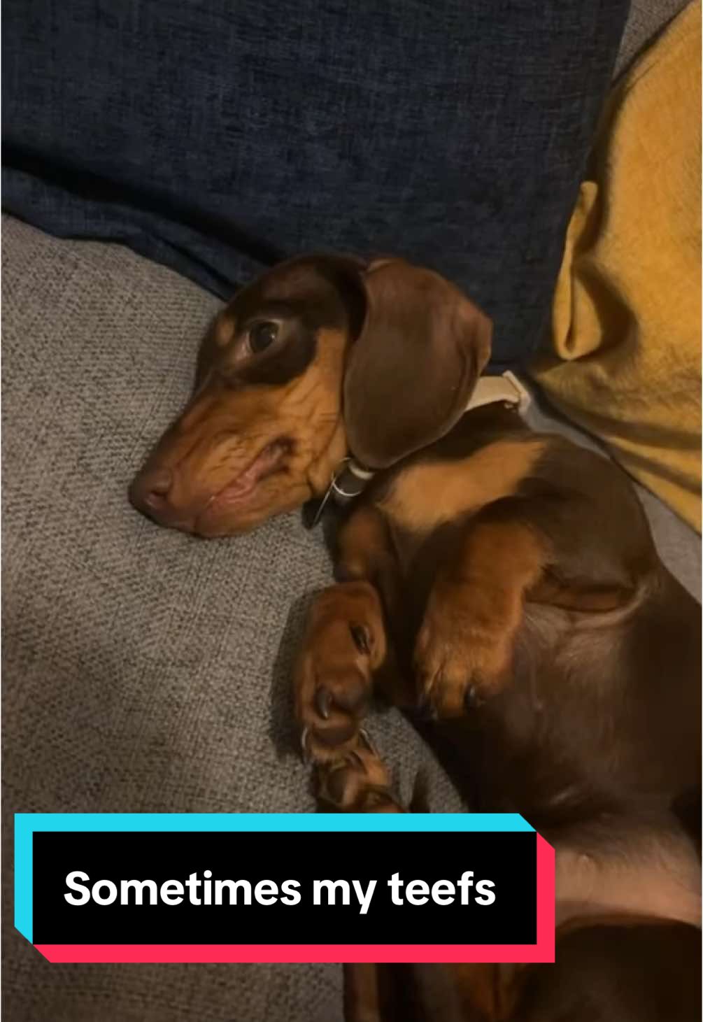 @BellaLongDog