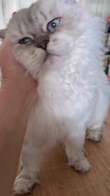 @Blue Sapphire Cats Cattery