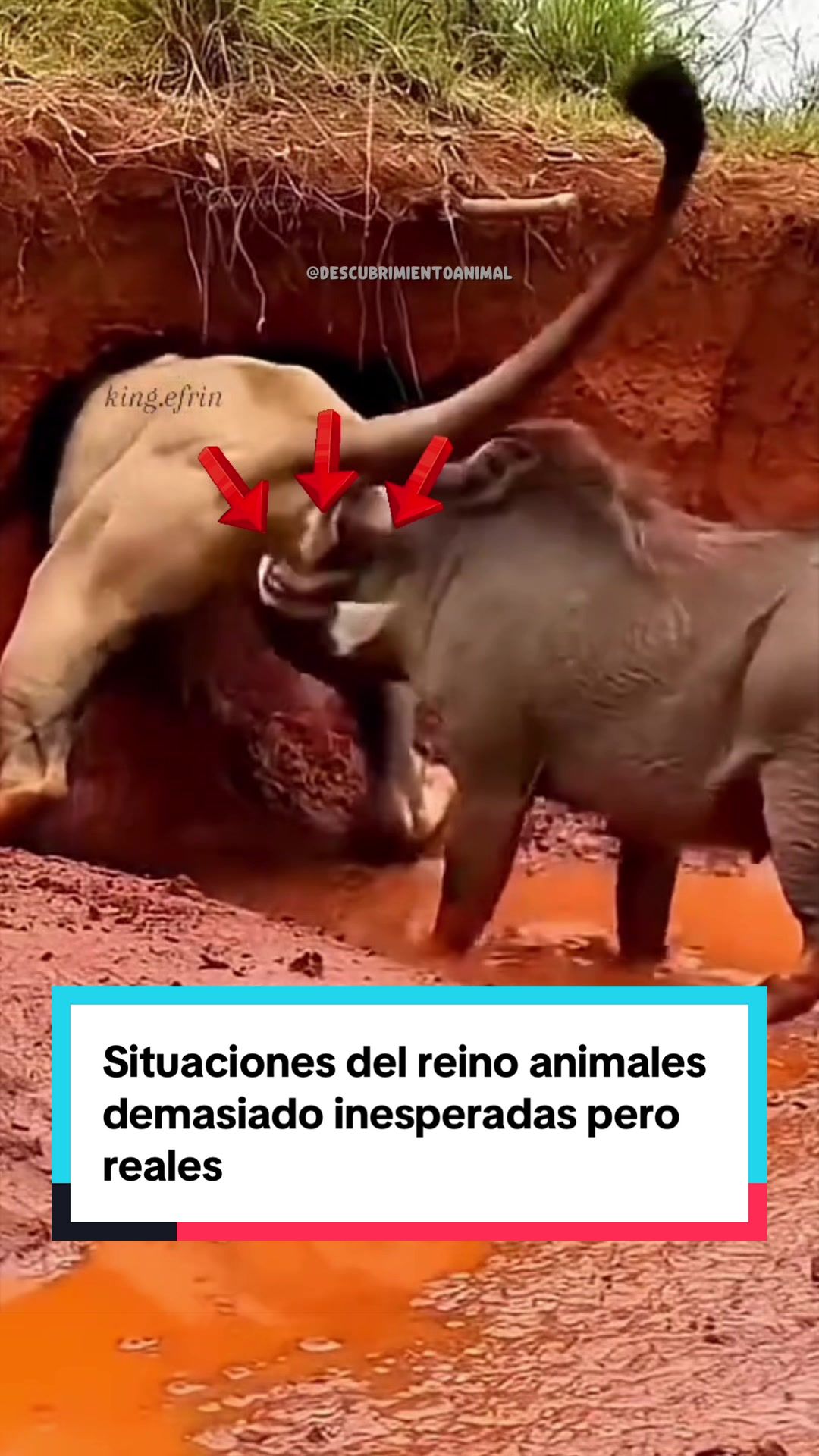 @Descubrimientoanimal