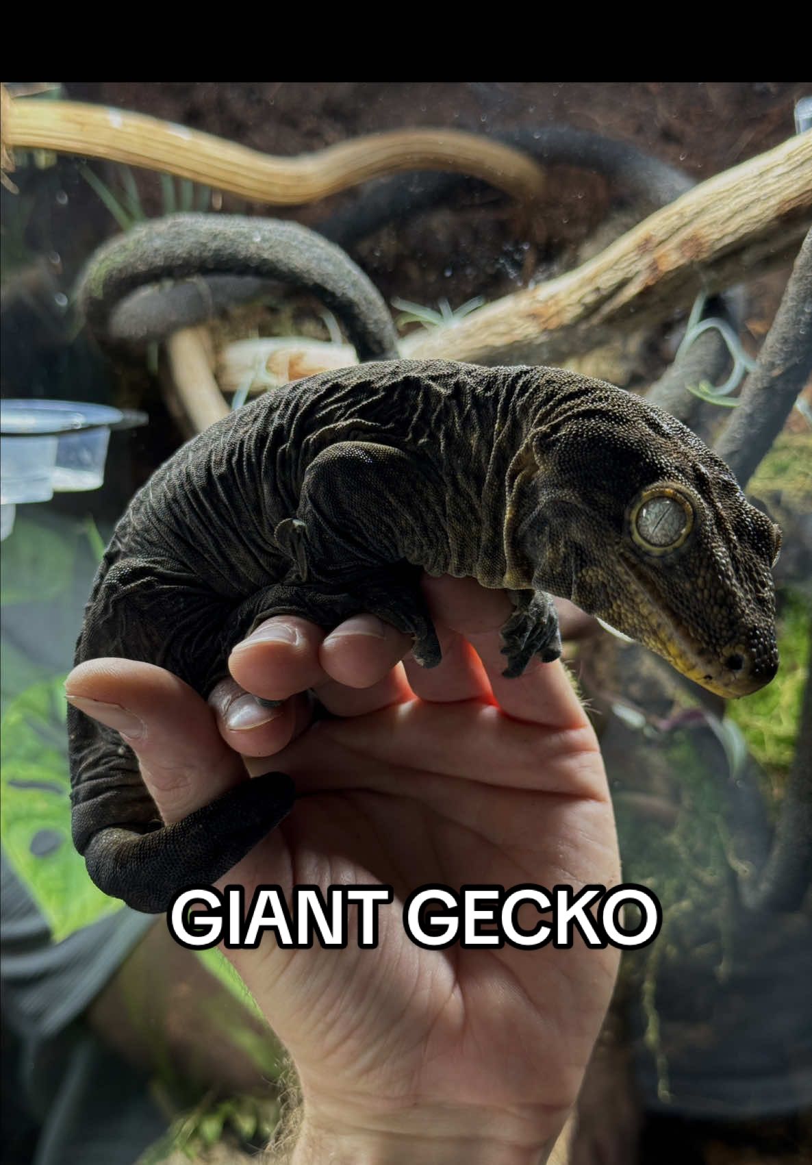 @P&M Gecko Nest🦎