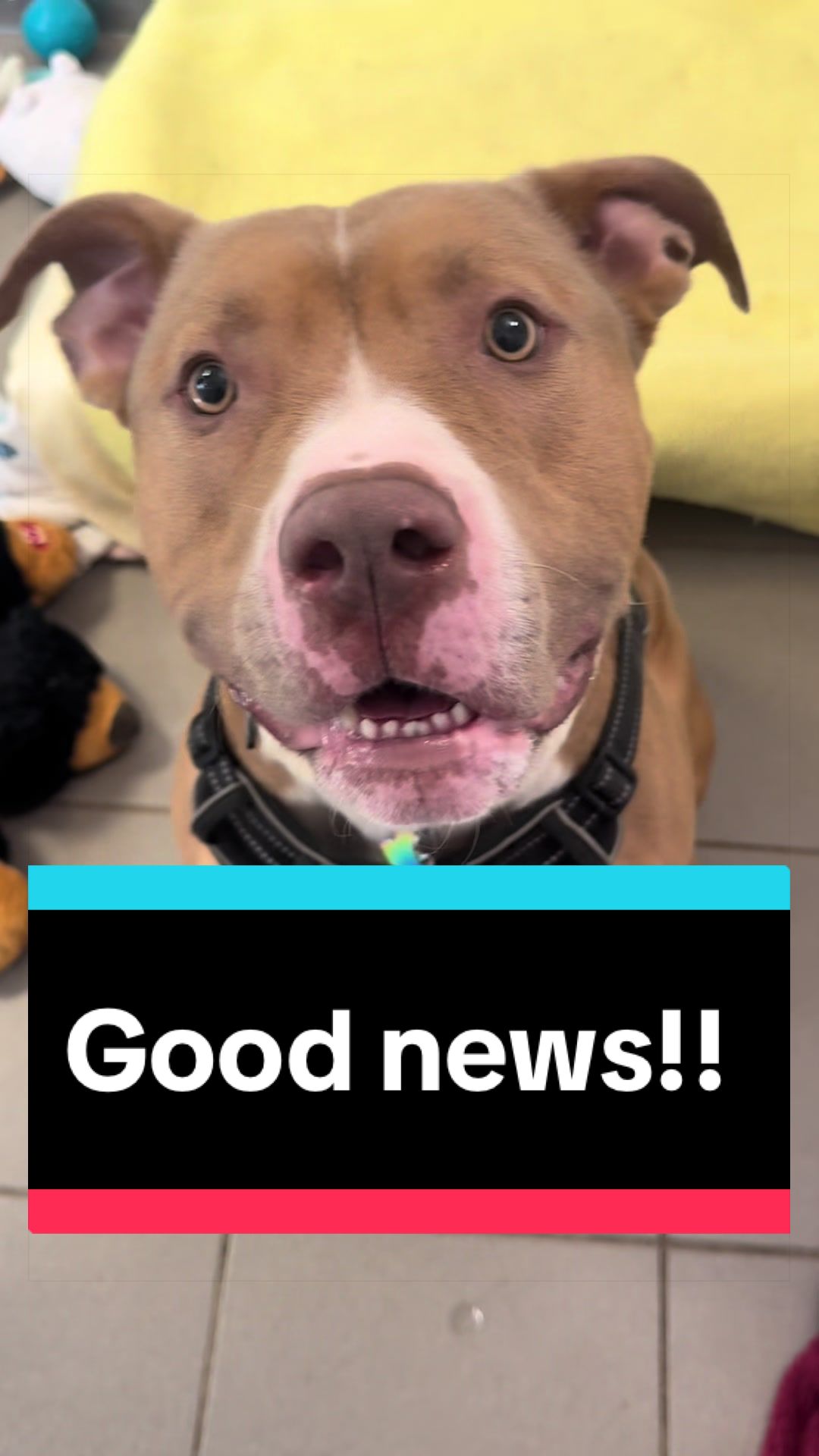 @RSPCA brighton