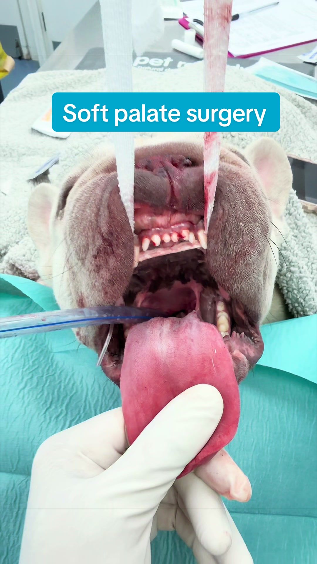 @Tomasthevet