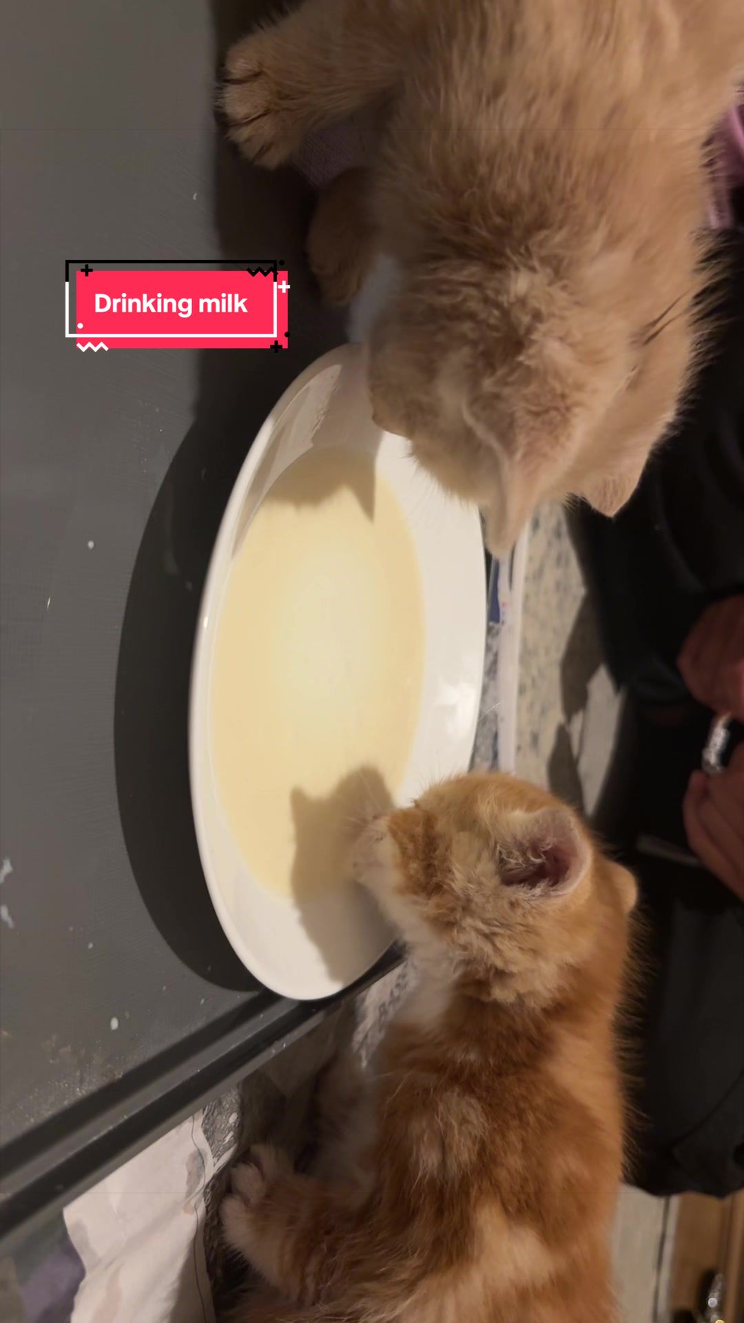 @Miracle Kittens