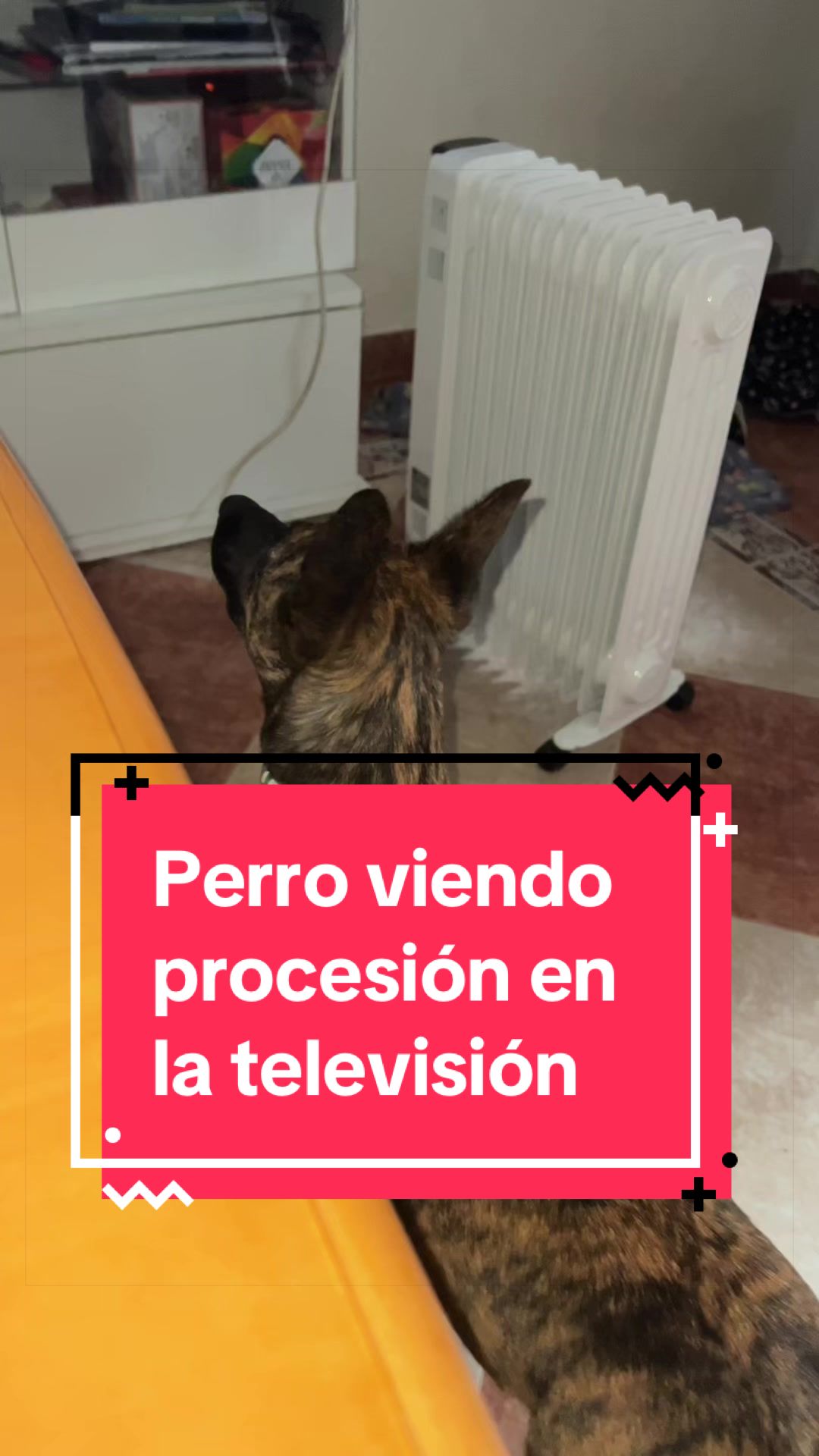 @adican_adiestradorcanino