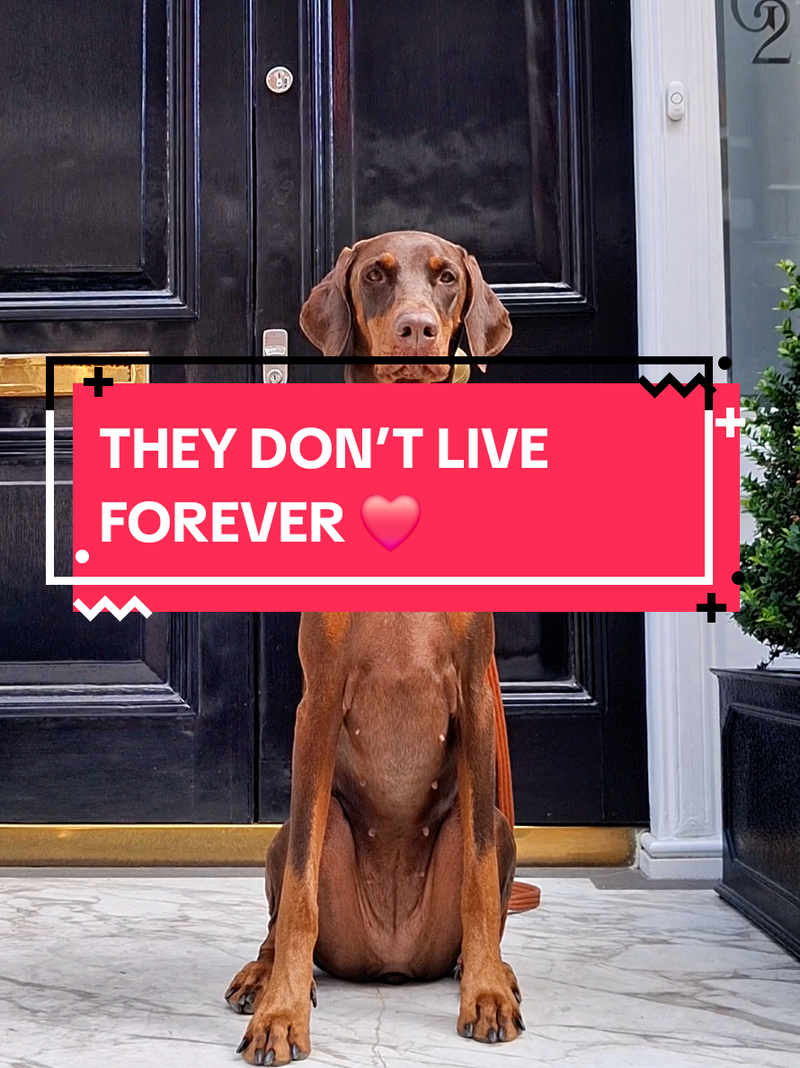 @Juno | The London Doberman