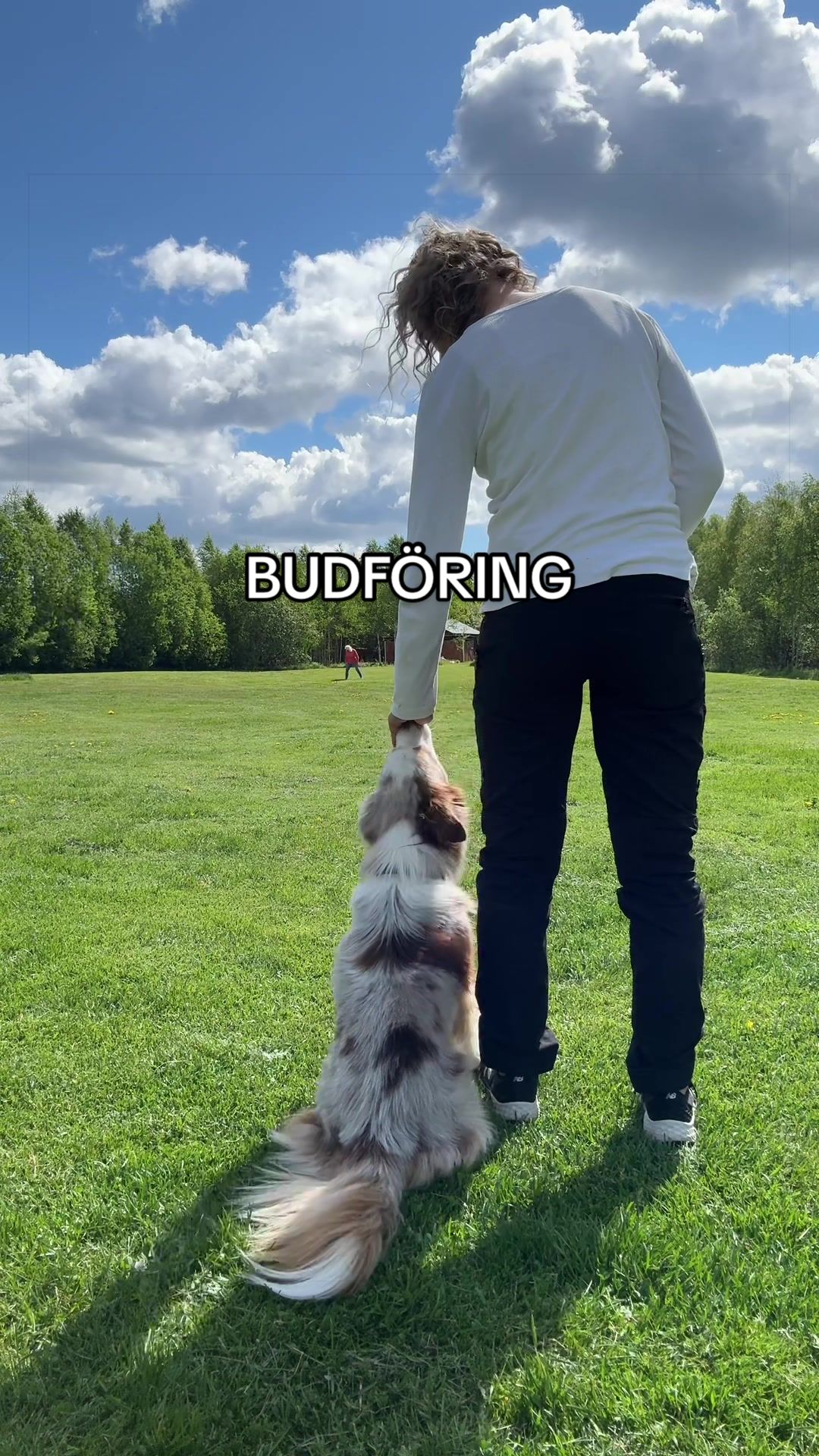 @Vilja - Australian Shepherd
