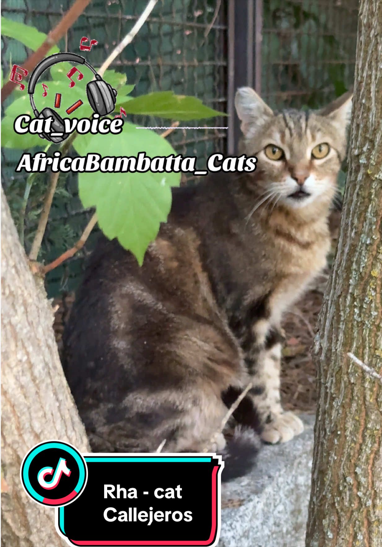 @PompeyayCat