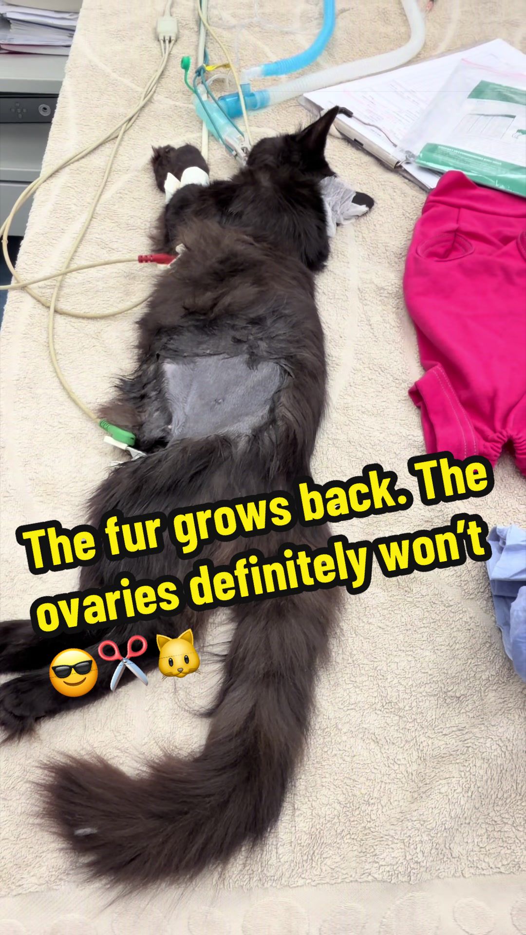 @Tomasthevet