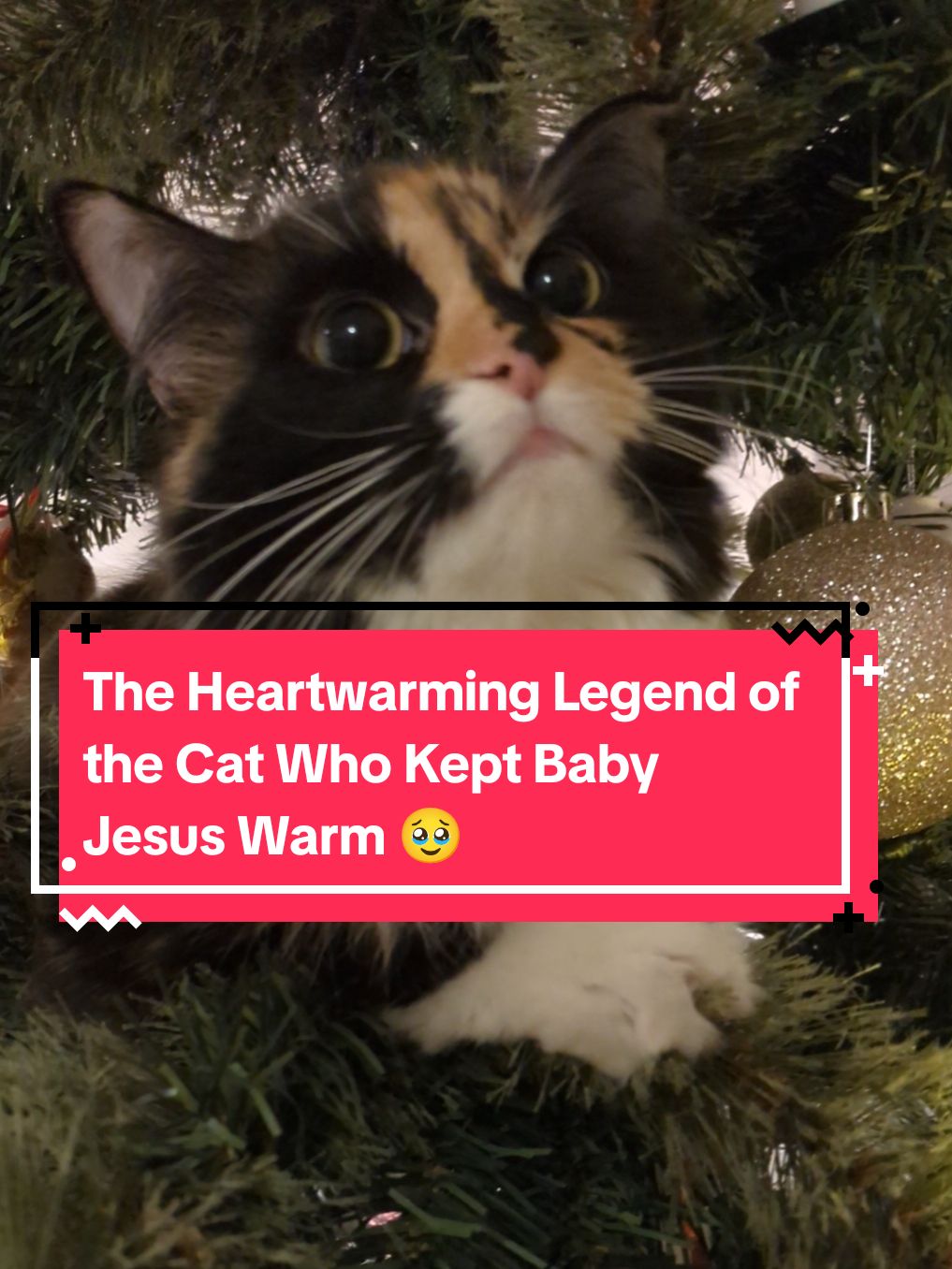@The Cutest Cats Ever