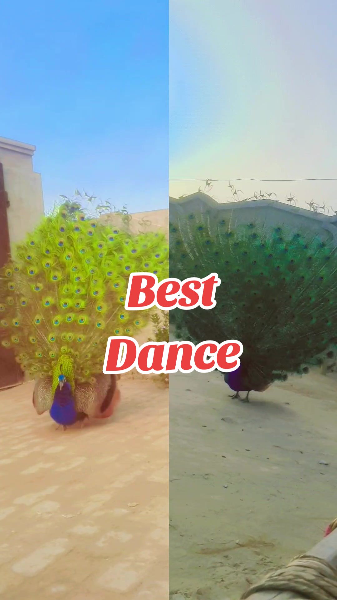 @☆*☆ Mahar Sana Ullah Jara ☆*☆