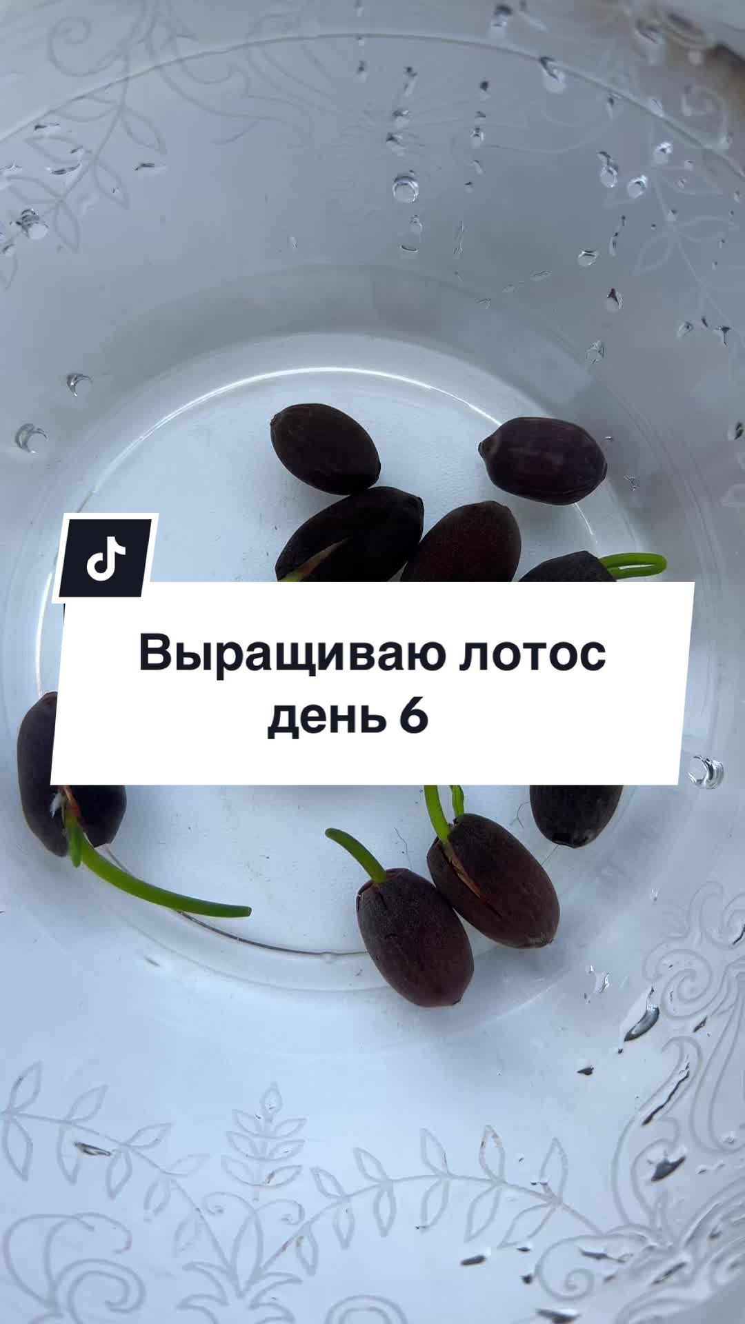 @ValerurusDIY