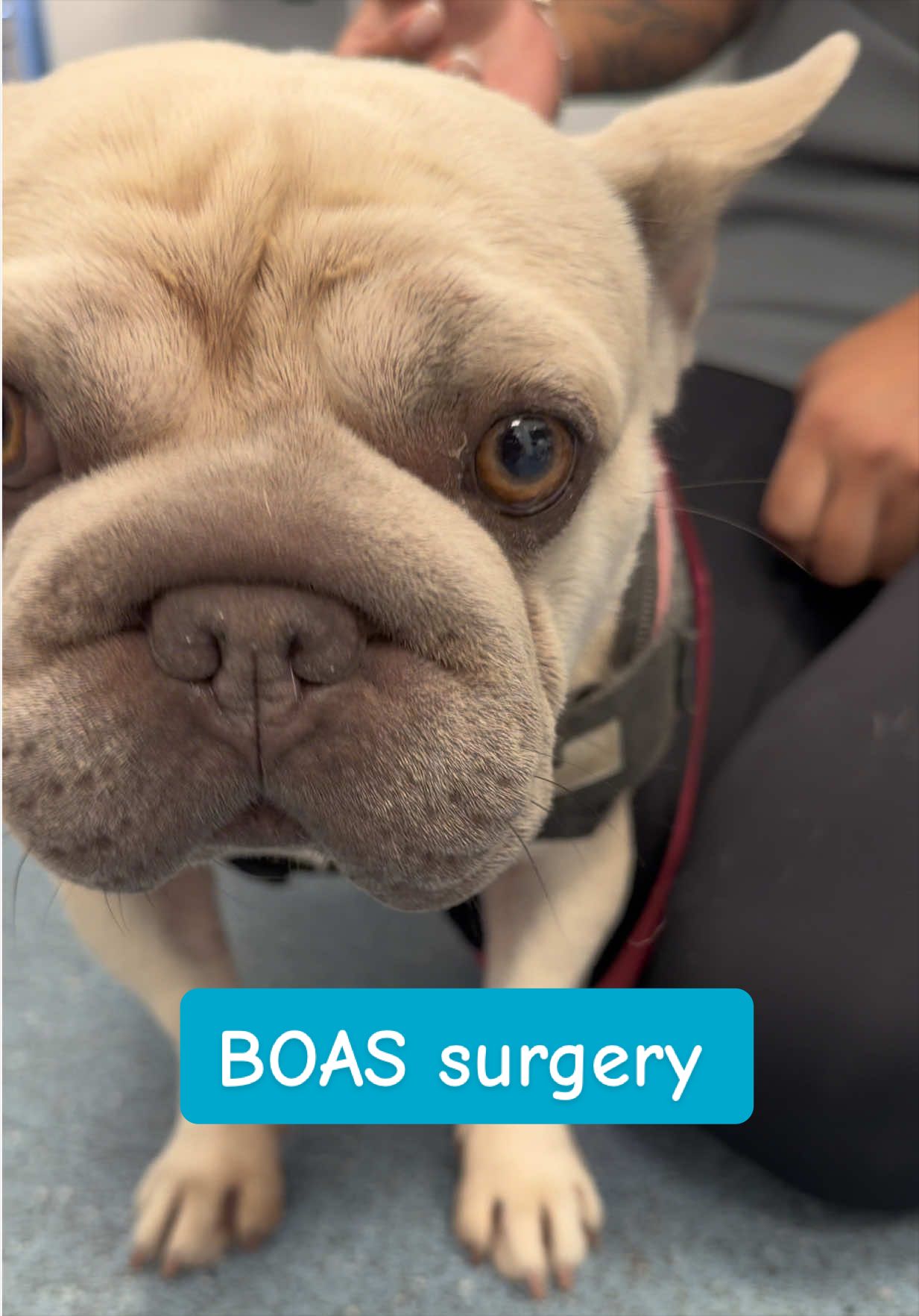 @Tomasthevet