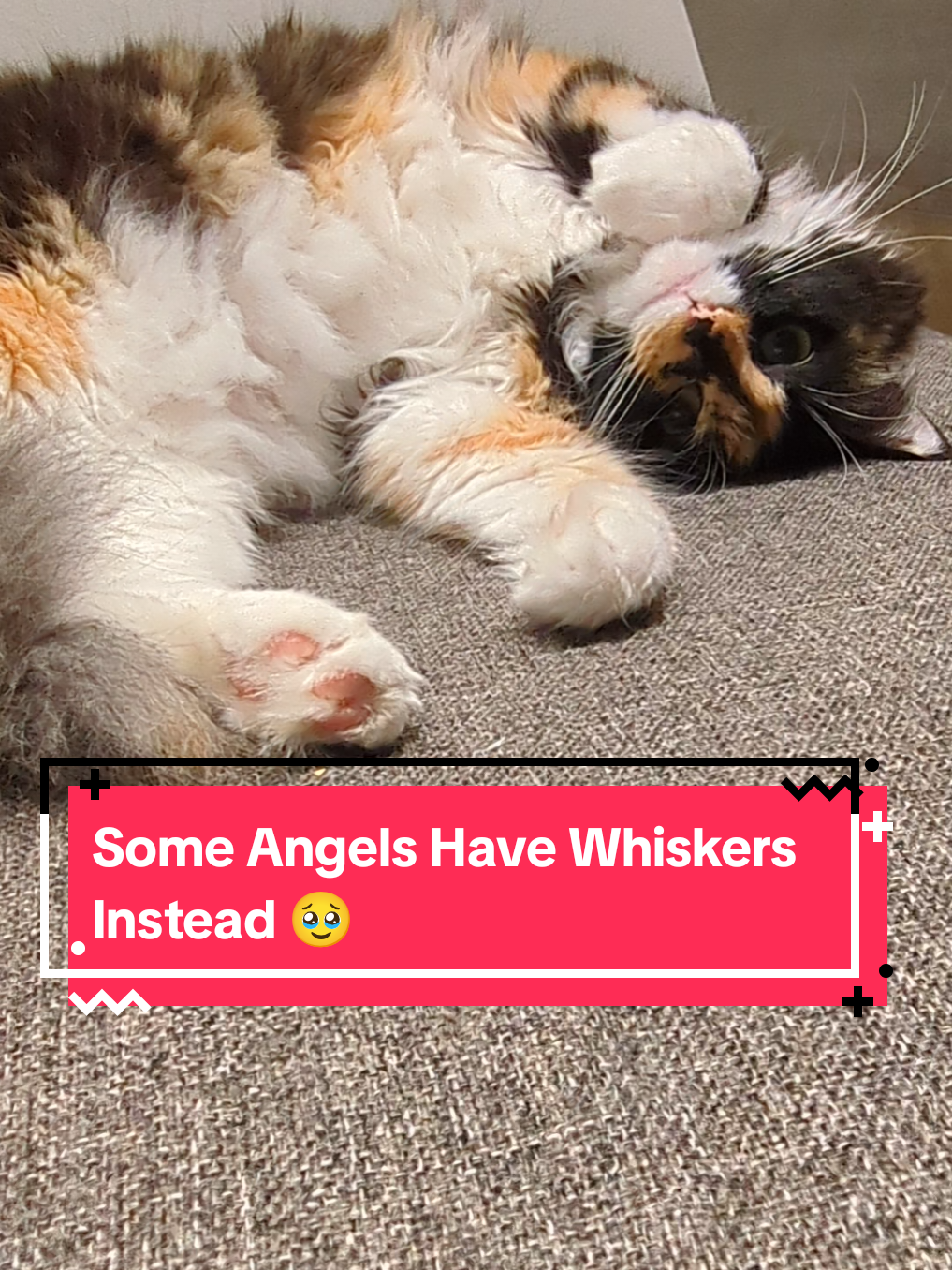 @The Cutest Cats Ever