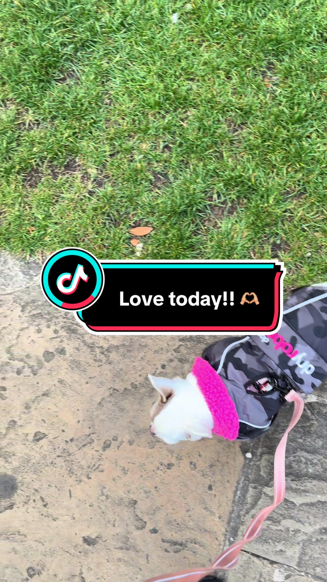 @My little Chi Chi